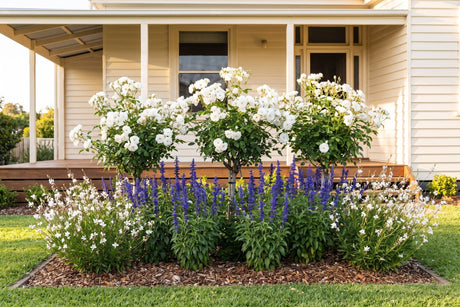 White Iceberg roses, blue salvia and white gaura flowering together in a sunny garden bed