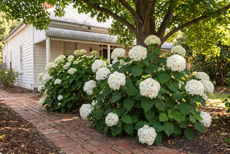 White mophead hydrangeas flowering in dappled shade beside a brick path