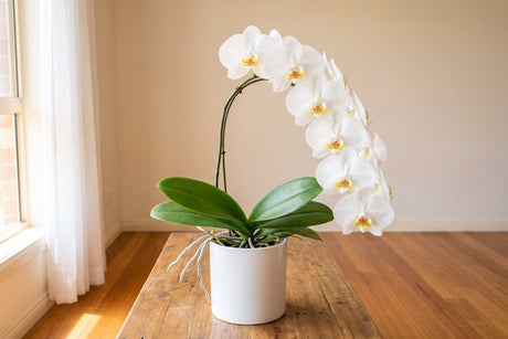 White moth orchid in flower on a sideboard beside a curtained window