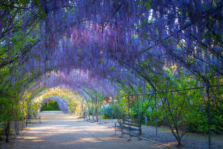 Wisteria: A Gorgeous Native Climber for Your Garden