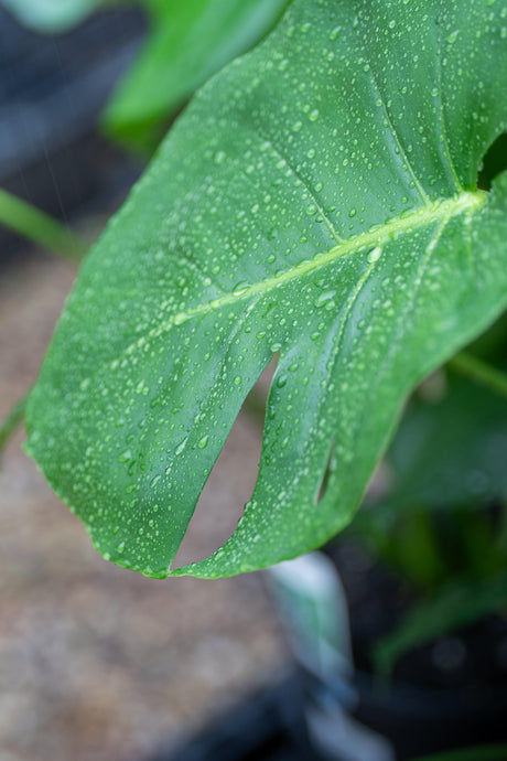 Your Ultimate Care Guide to Monstera Deliciosa or the ‘Fruit Salad’ Plant - Brisbane Plant Nursery