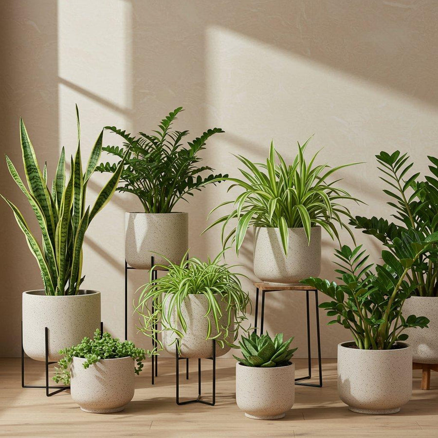 Air-Purifying Plants