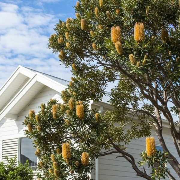 Australian Natives-Nursery Near Me
