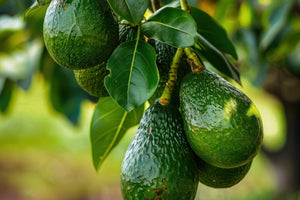 Avocados
