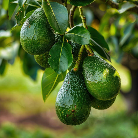 Avocado Trees-Nursery Near Me