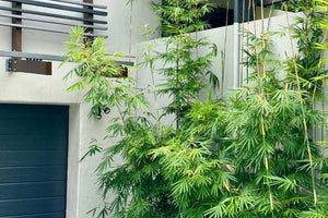 Bamboo screens