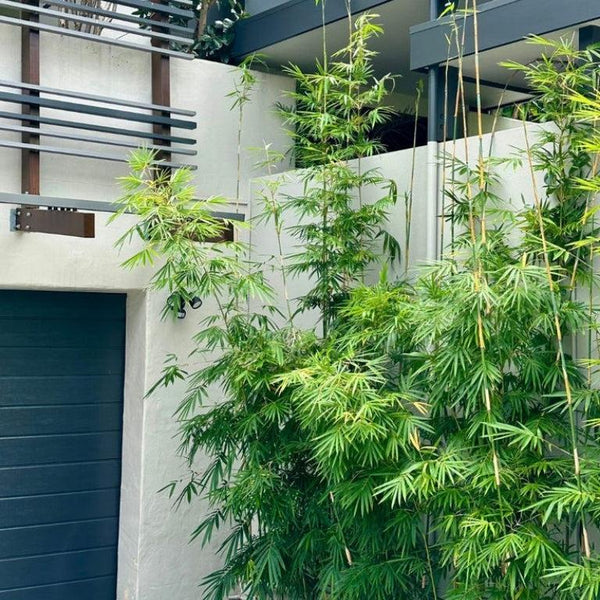 Bamboo for Screening-Nursery Near Me