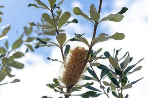 Banksias