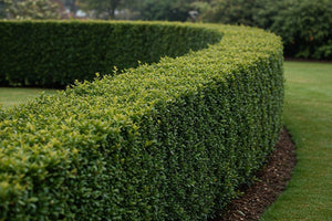 Best hedging plants