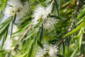 Bottlebrush