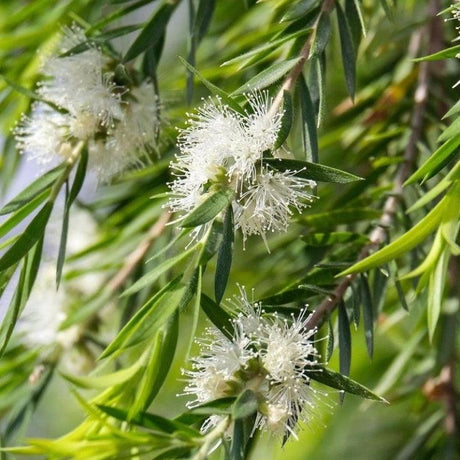 Callistemons-Nursery Near Me