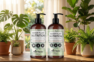 Indoor plant care