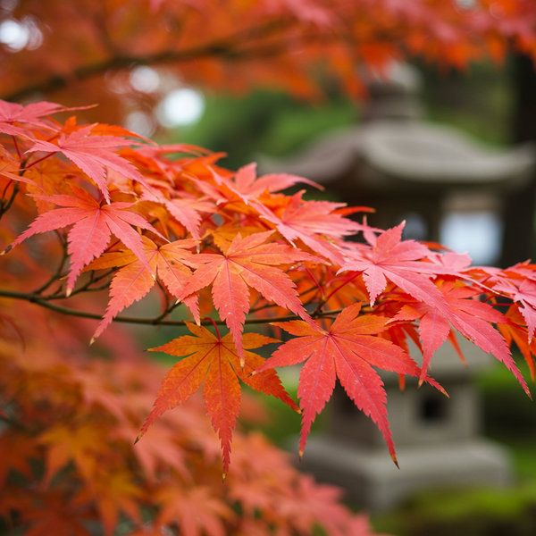 Deciduous Trees-Nursery Near Me
