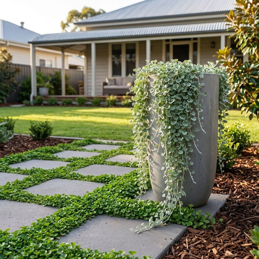 Dichondra
