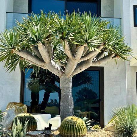 Drought-Tolerant-Nursery Near Me