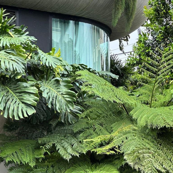 Evergreen Plants-Nursery Near Me