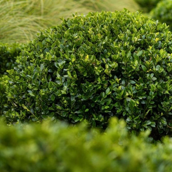Evergreen Shrubs-Nursery Near Me