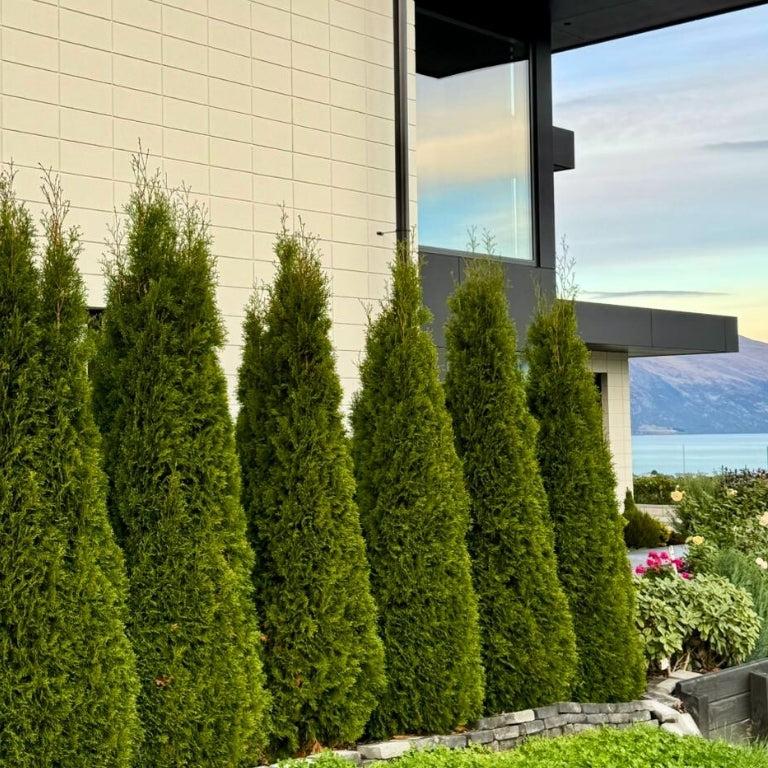 Evergreen Trees
