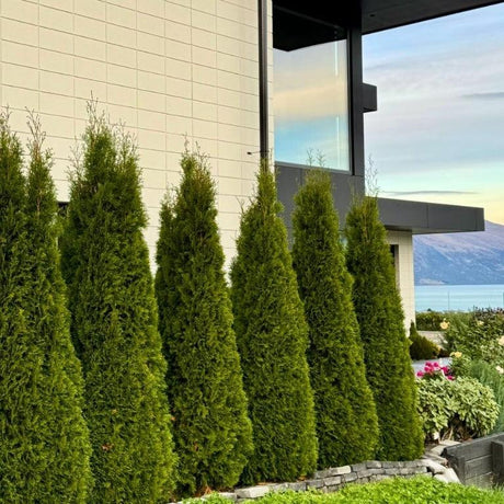 Evergreen Trees-Nursery Near Me