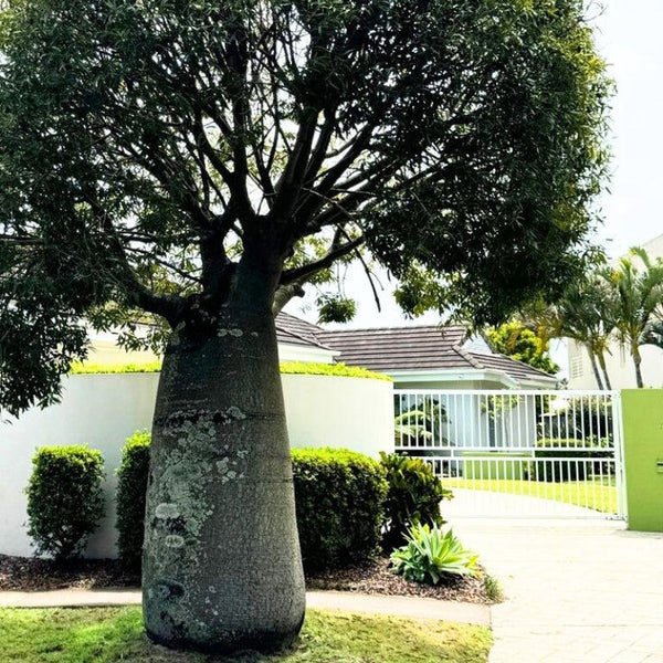 Ex Ground Trees-Nursery Near Me