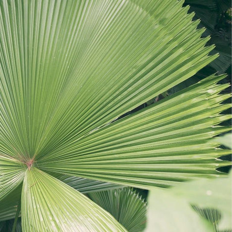 Exotic and Rare Plants-Nursery Near Me