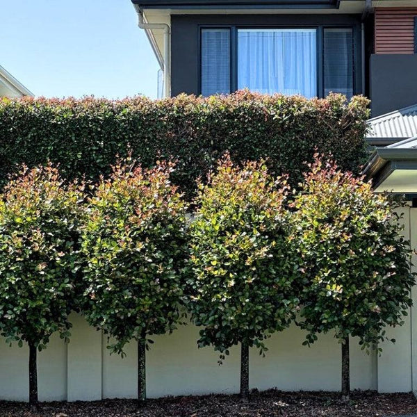 Fast-Growing Privacy Trees-Nursery Near Me