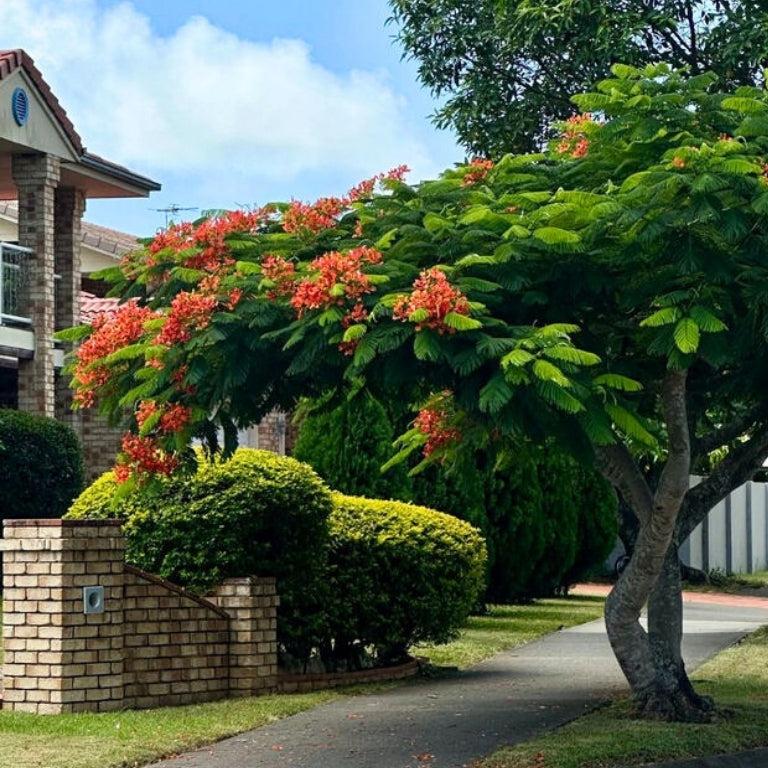 Fast Growing Shade Trees