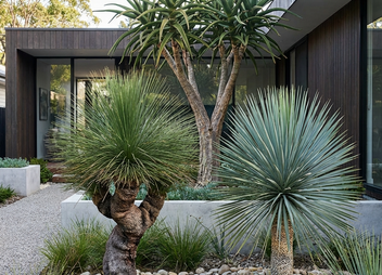 Plants Delivered to Canberra and the ACT | Tagged 