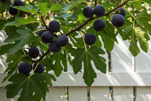 Figs