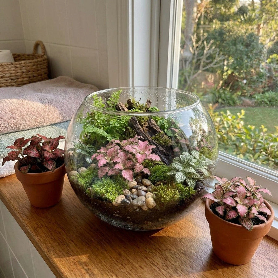 Fittonias (Nerve Plants)