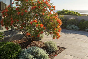 Grevilleas
