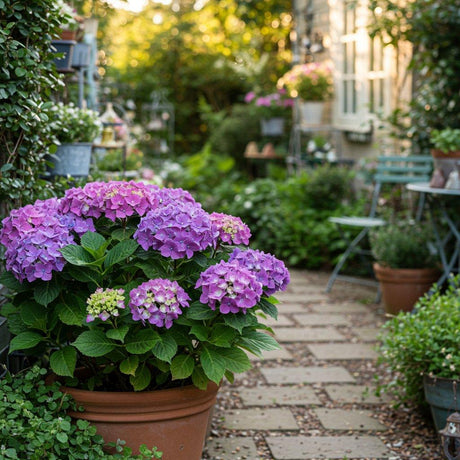 Hydrangeas-Nursery Near Me