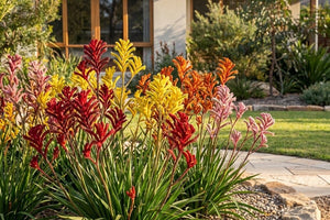 Kangaroo paws