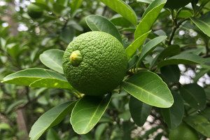 Limes
