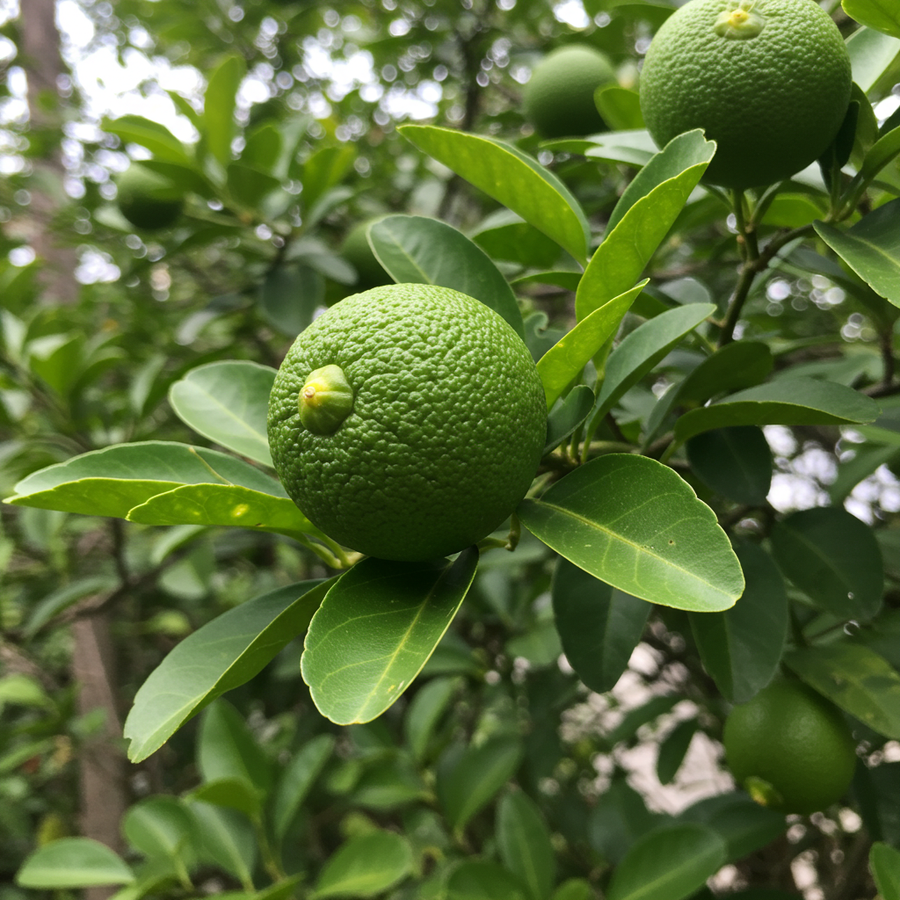 Lime Trees