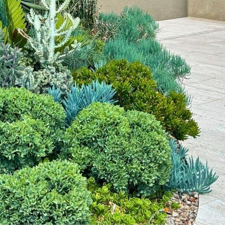 Low Water Plants-Nursery Near Me