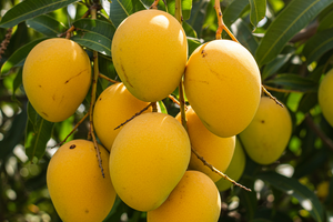 Mangoes