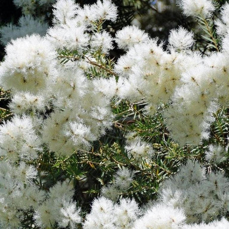 Melaleucas-Nursery Near Me