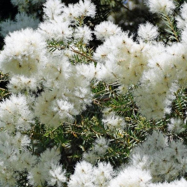 Melaleucas-Nursery Near Me