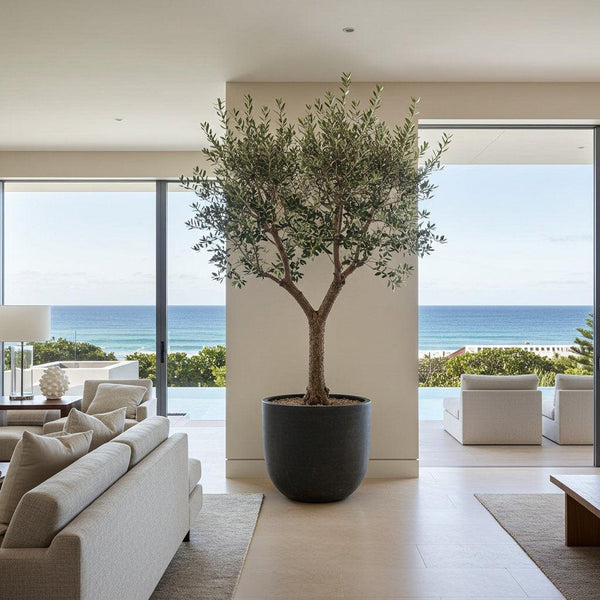 Olive Trees-Nursery Near Me