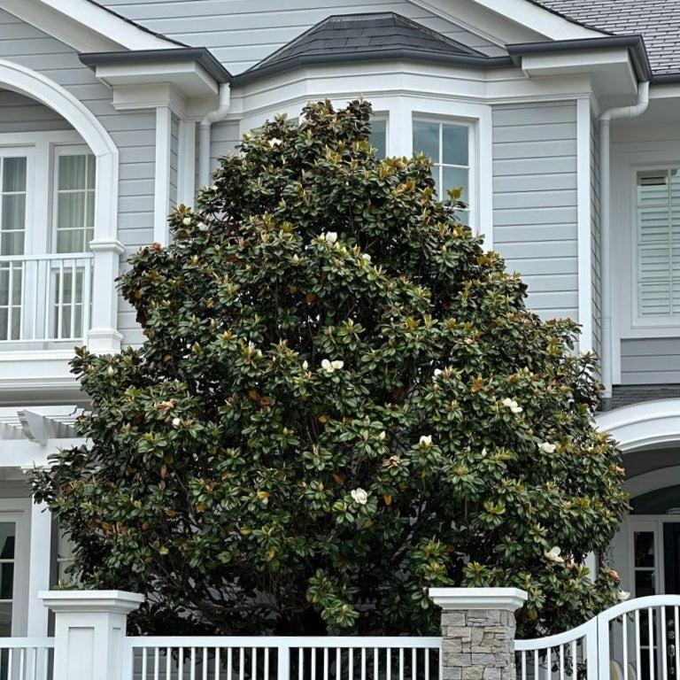 Ornamental Trees