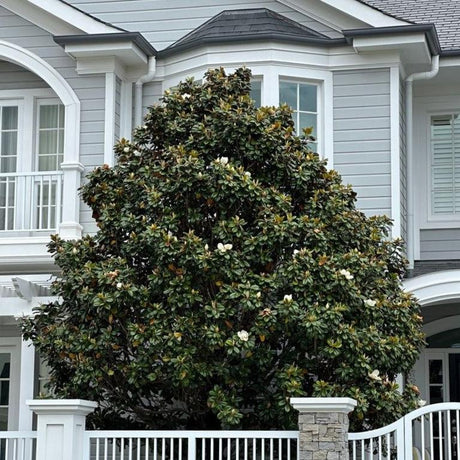 Ornamental Trees-Nursery Near Me