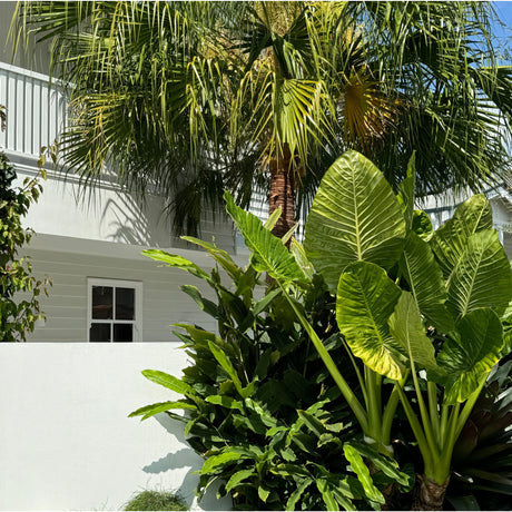 Palms, Ferns & Tropical - Brisbane Plant Nursery