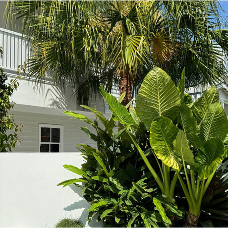 Palms, Ferns & Tropical-Nursery Near Me