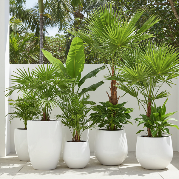 Palms for Sale-Nursery Near Me