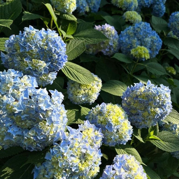 Plants for Full Shade-Nursery Near Me