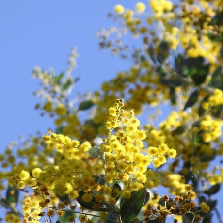 Plants for Windbreaks-Nursery Near Me
