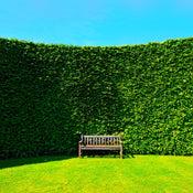 Privacy and Hedges-Nursery Near Me