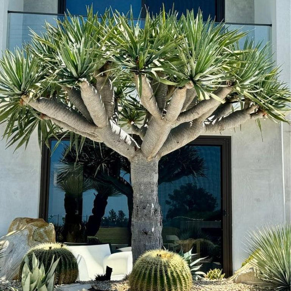 Slow Growing-Nursery Near Me