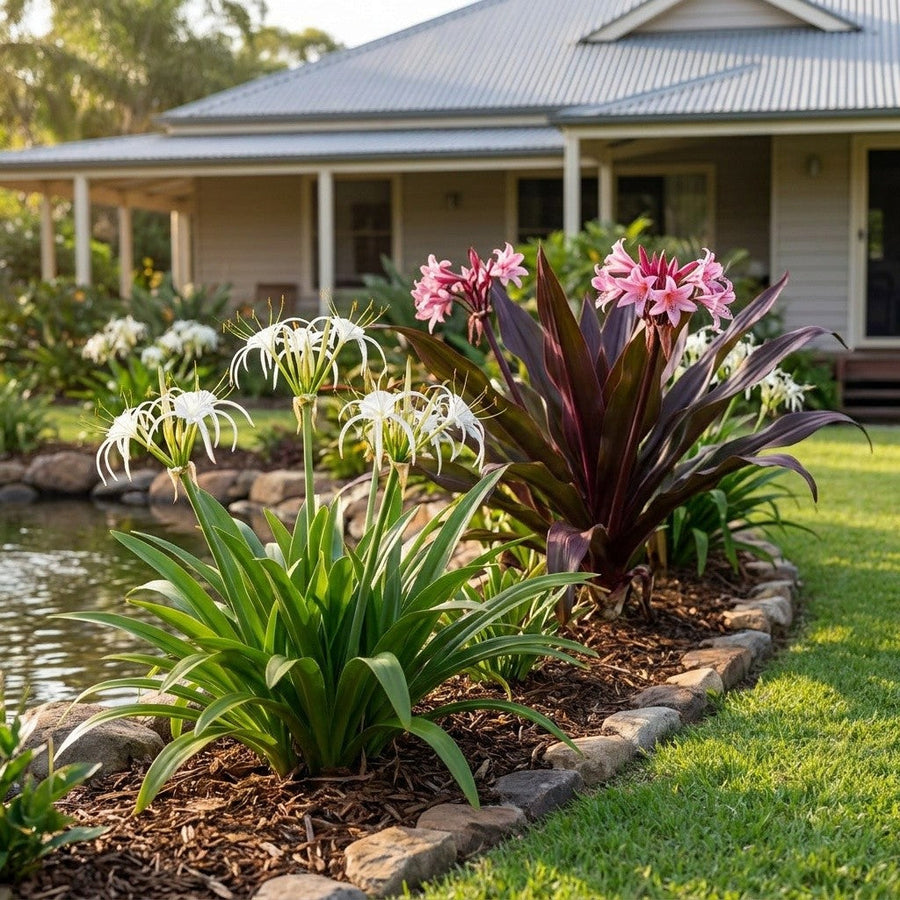 Spider Lilies and Crinums